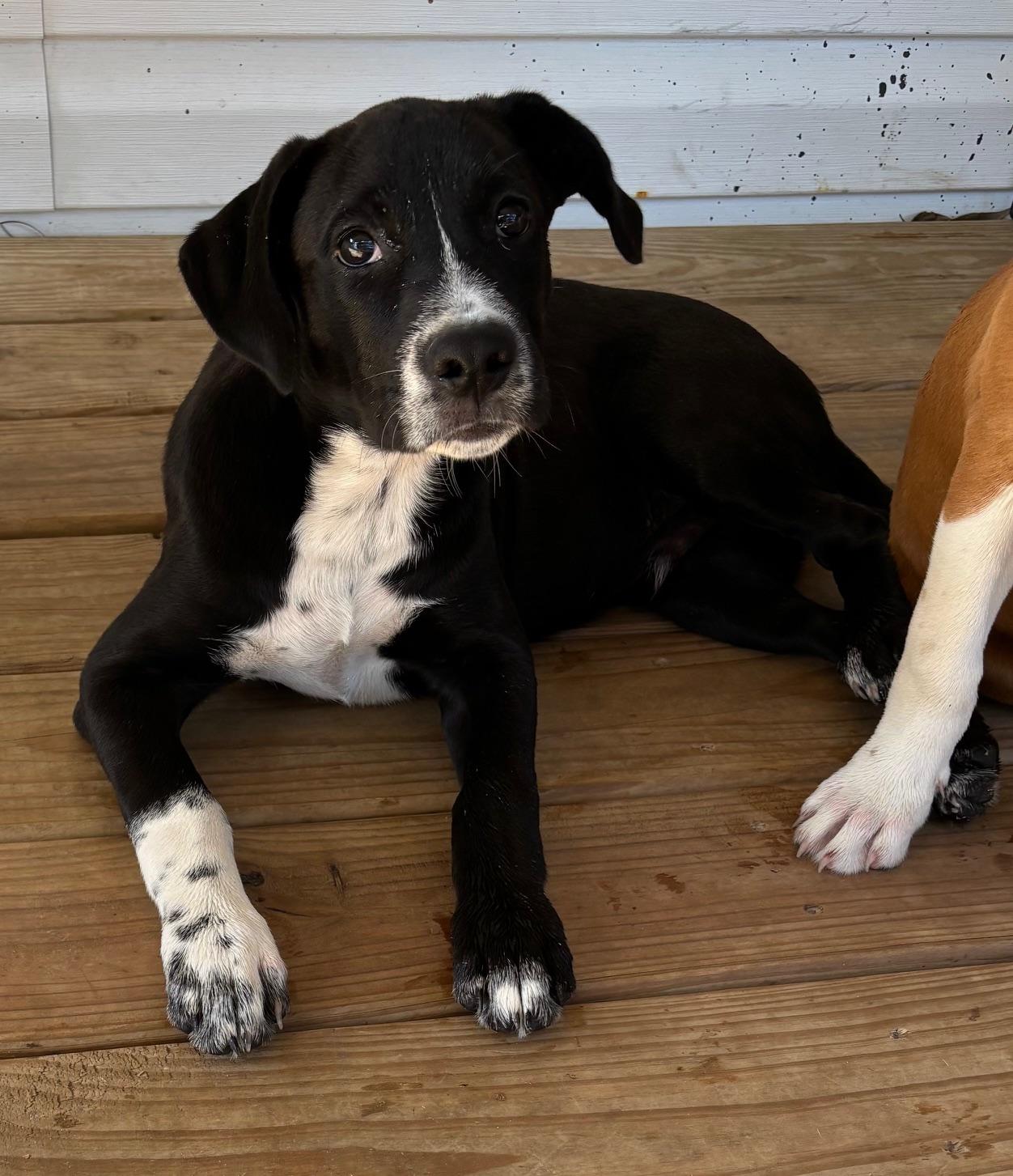 Boot - A Sweet Soul — thumbnail 3