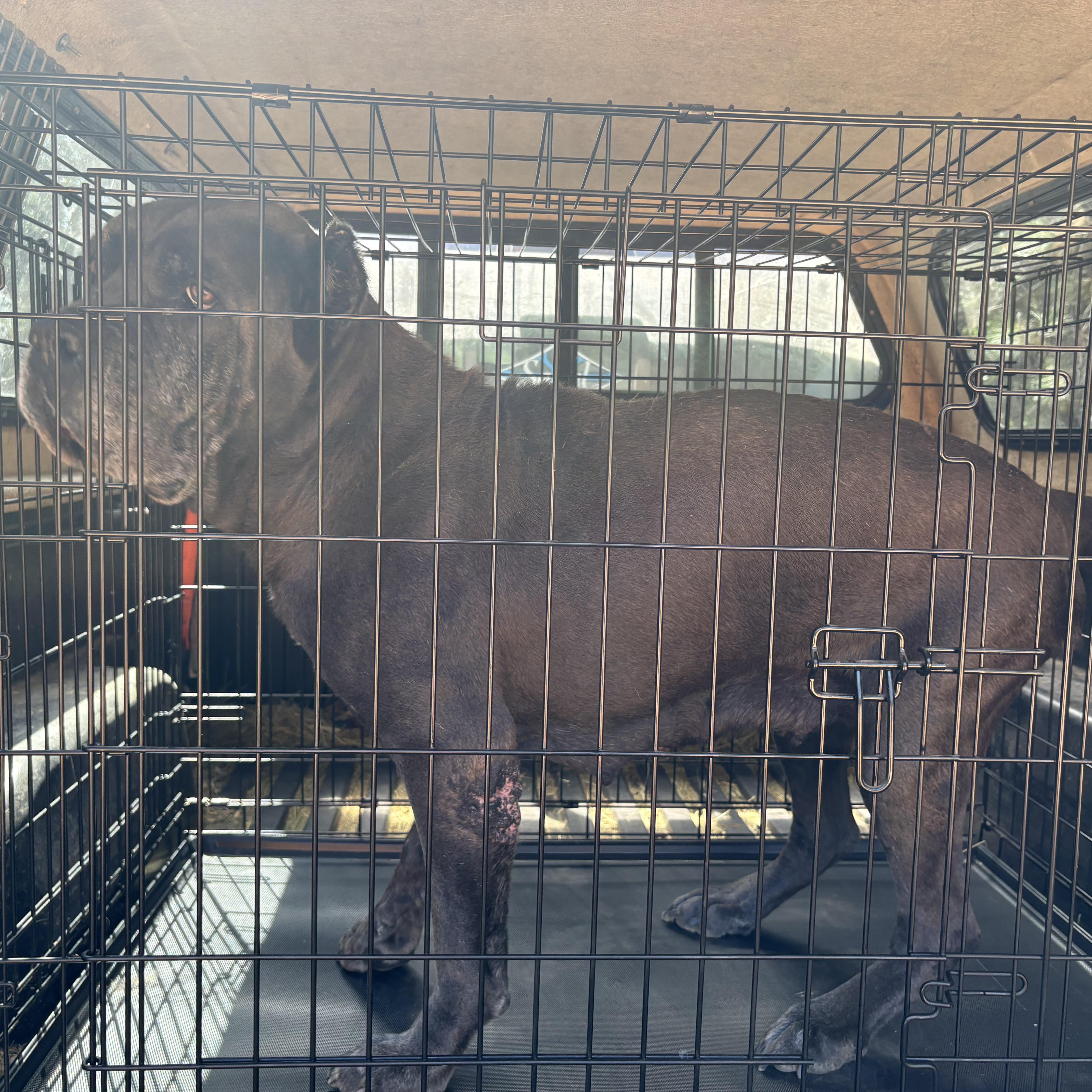 Leona, a ADOPTABLE Cane Corso in Oakland, CA image 2/4