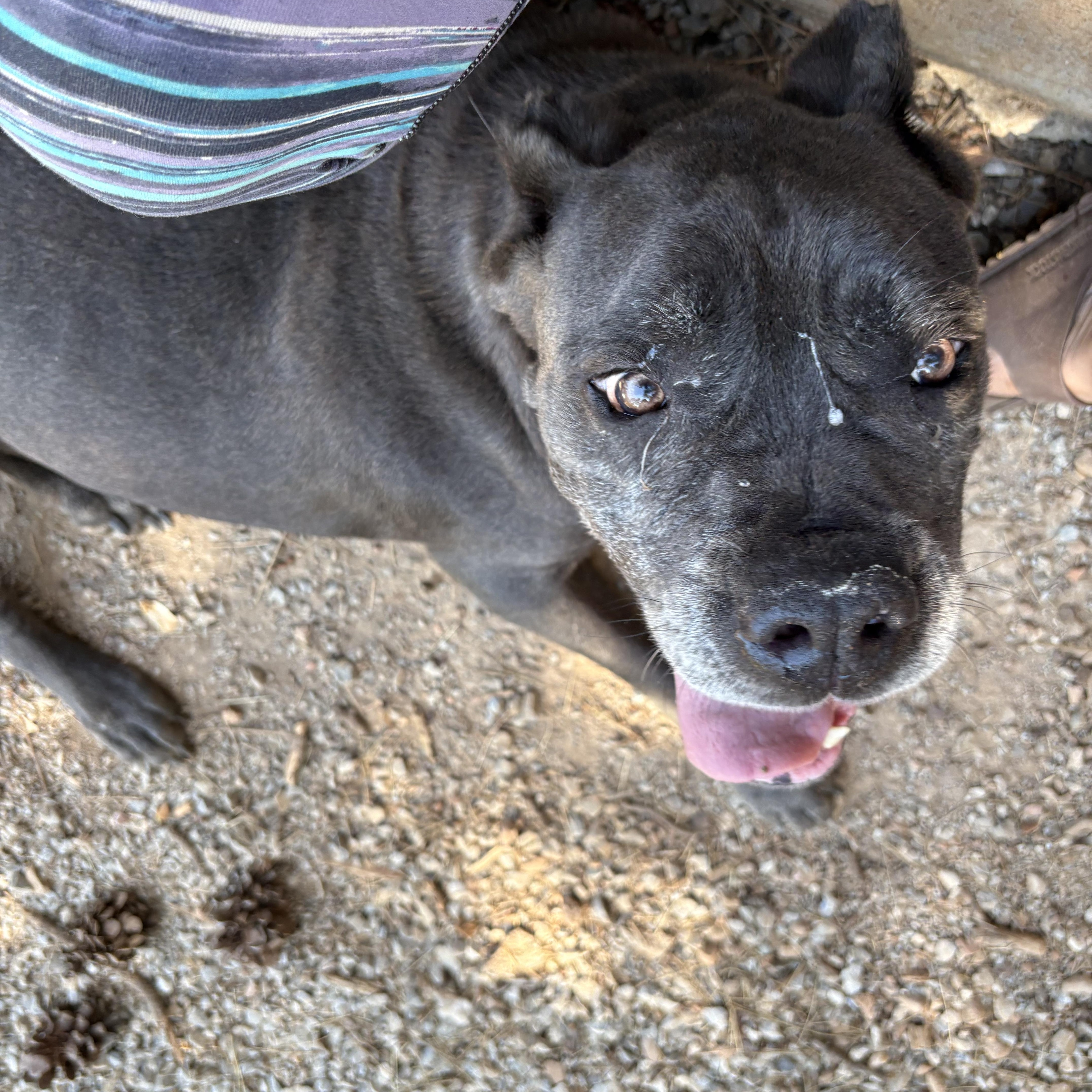 Leona, a ADOPTABLE Cane Corso in Oakland, CA image 3/4