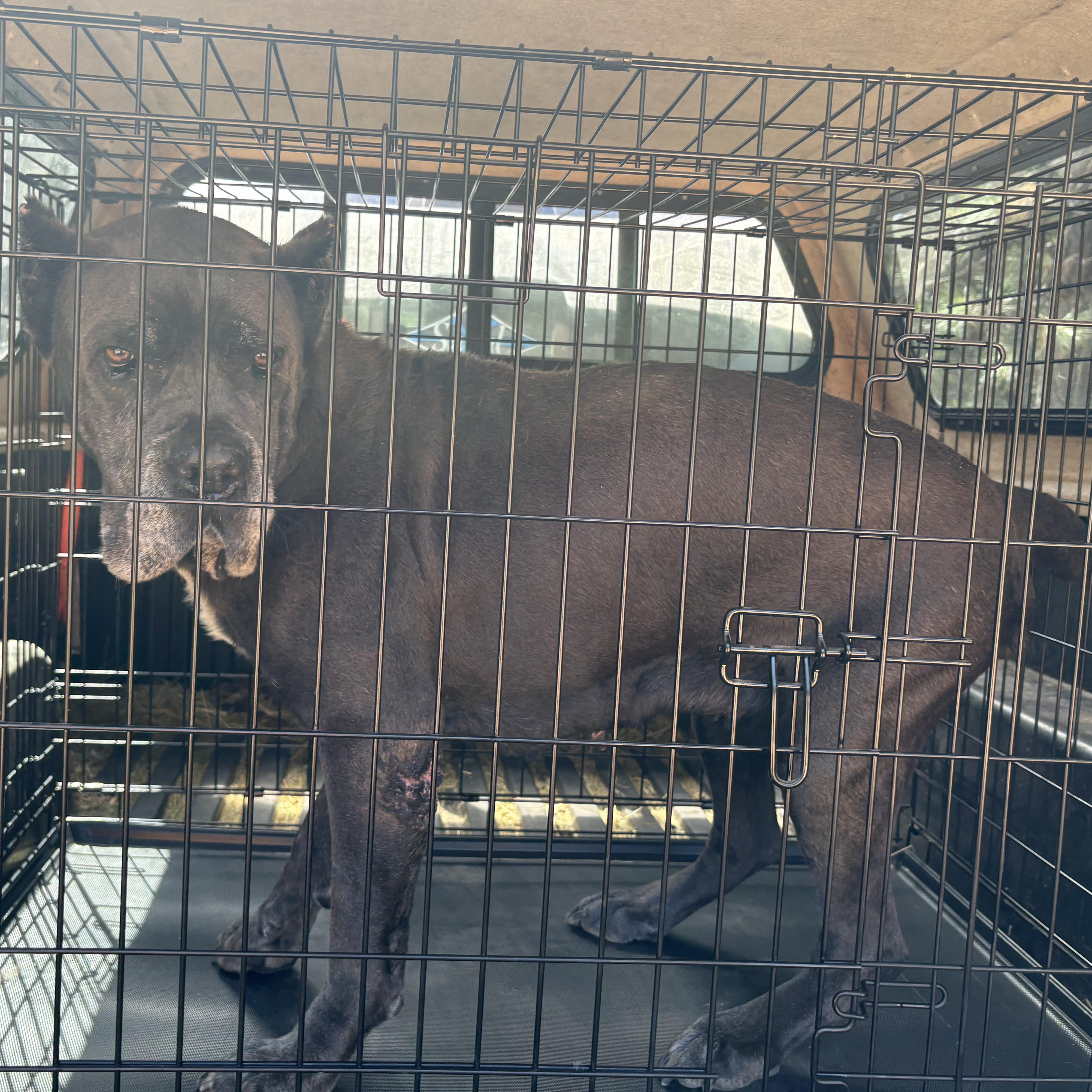 Leona, a ADOPTABLE Cane Corso in Oakland, CA image 1/4