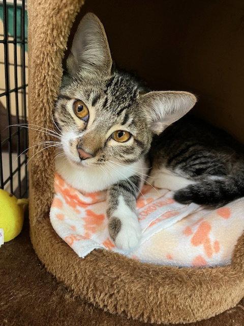 Enlarge Kitten Gum-Drop, a Adopted Domestic Short Hair in Seal Beach, CA image 1/3