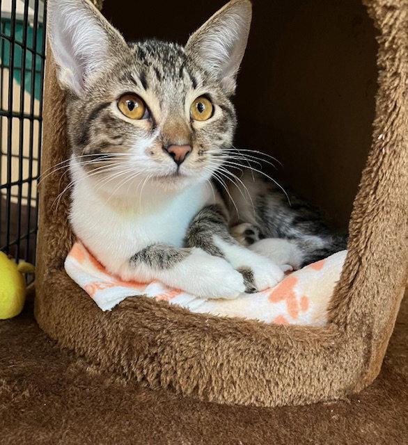 Enlarge Kitten Gum-Drop, a Adopted Domestic Short Hair in Seal Beach, CA image 2/3
