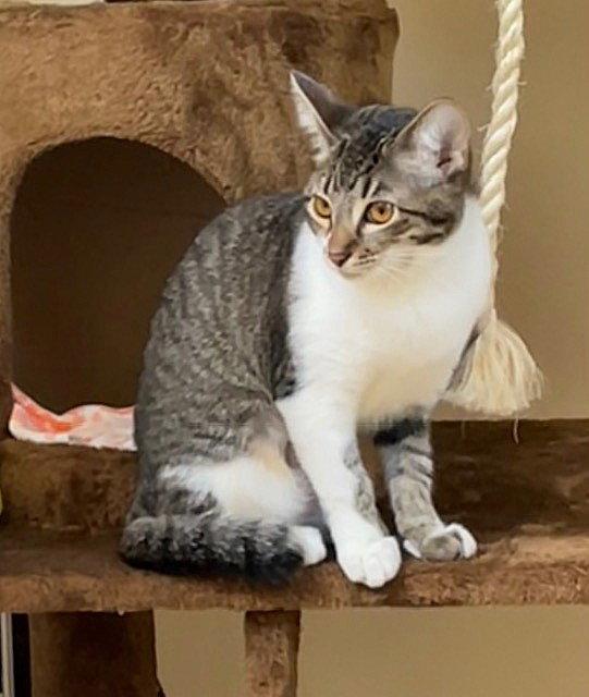 Enlarge Kitten Gum-Drop, a Adopted Domestic Short Hair in Seal Beach, CA image 3/3