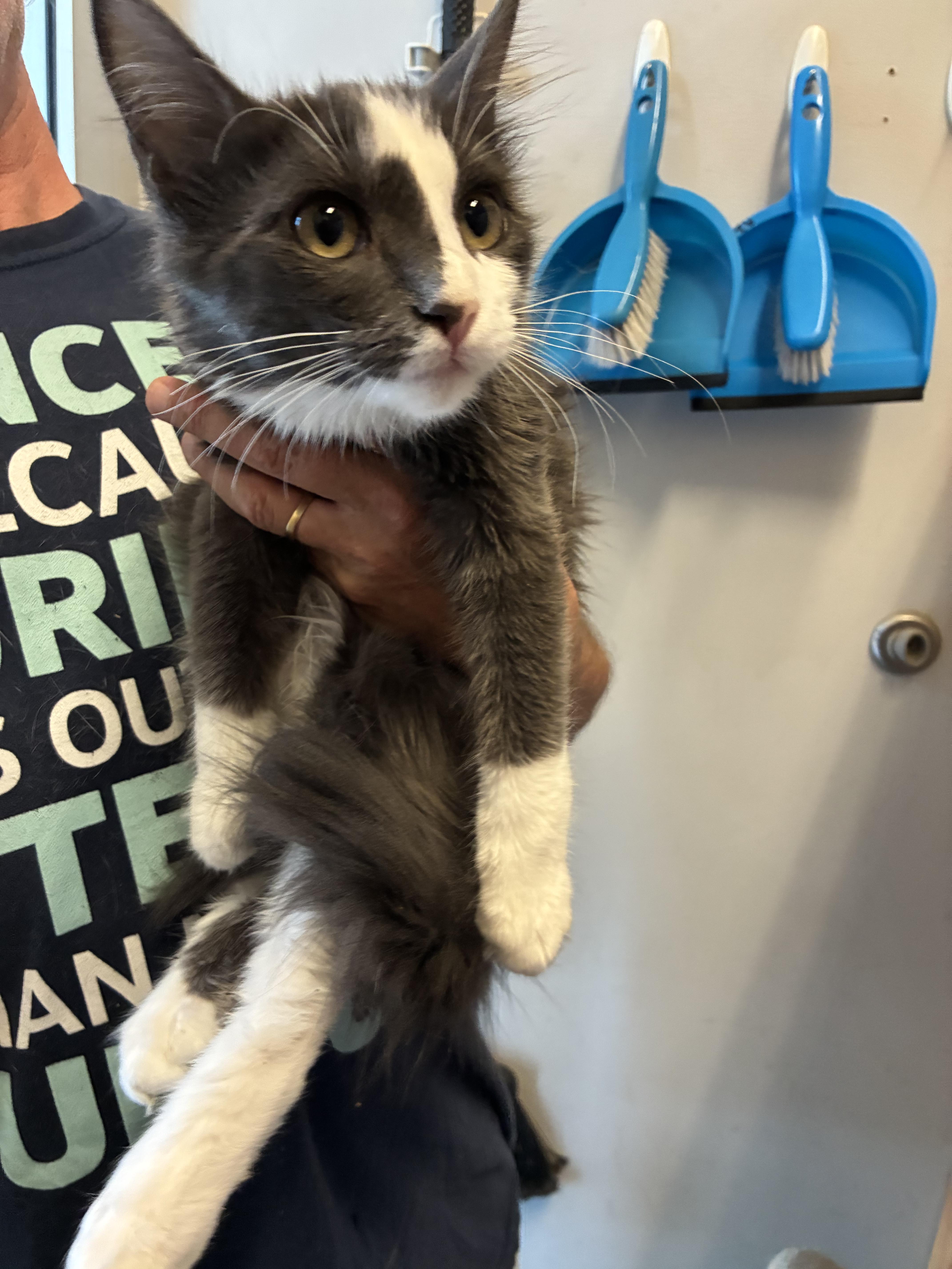 Cleo, a Adoptable Domestic Short Hair in Pocatello, ID image 2/3