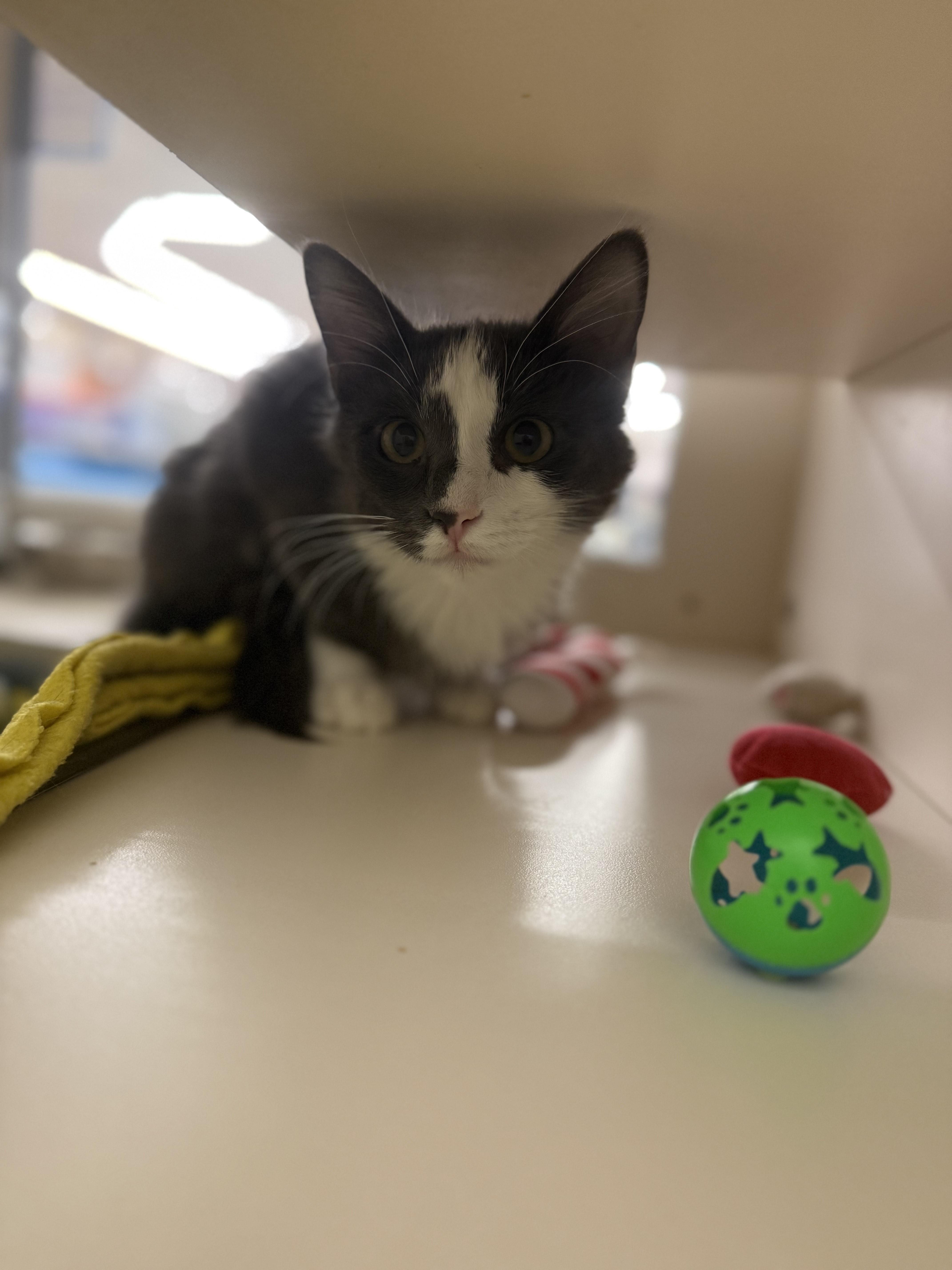 Cleo, a Adoptable Domestic Short Hair in Pocatello, ID image 3/3