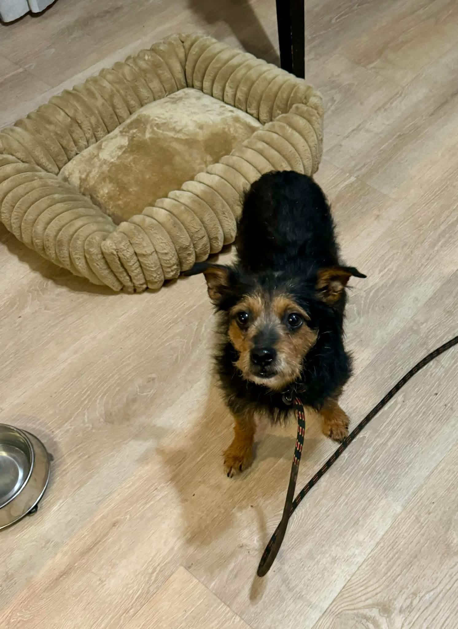 Enlarge Goji , a ADOPTABLE mixed breed in Yorktown, VA image 4/5