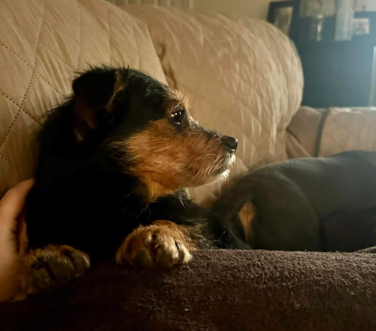 Enlarge Goji , a ADOPTABLE mixed breed in Yorktown, VA image 2/5