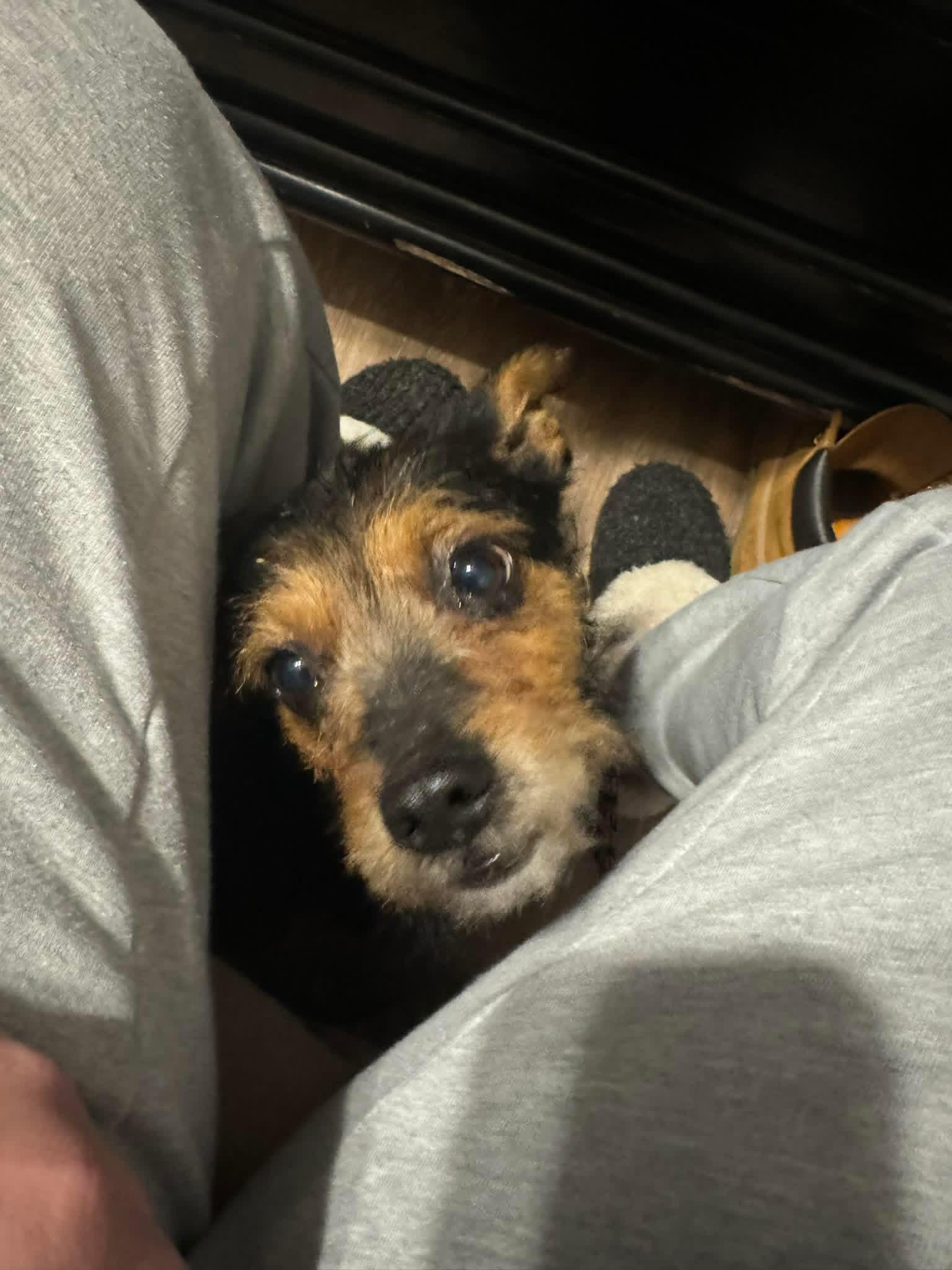 Enlarge Goji , a ADOPTABLE mixed breed in Yorktown, VA image 3/5