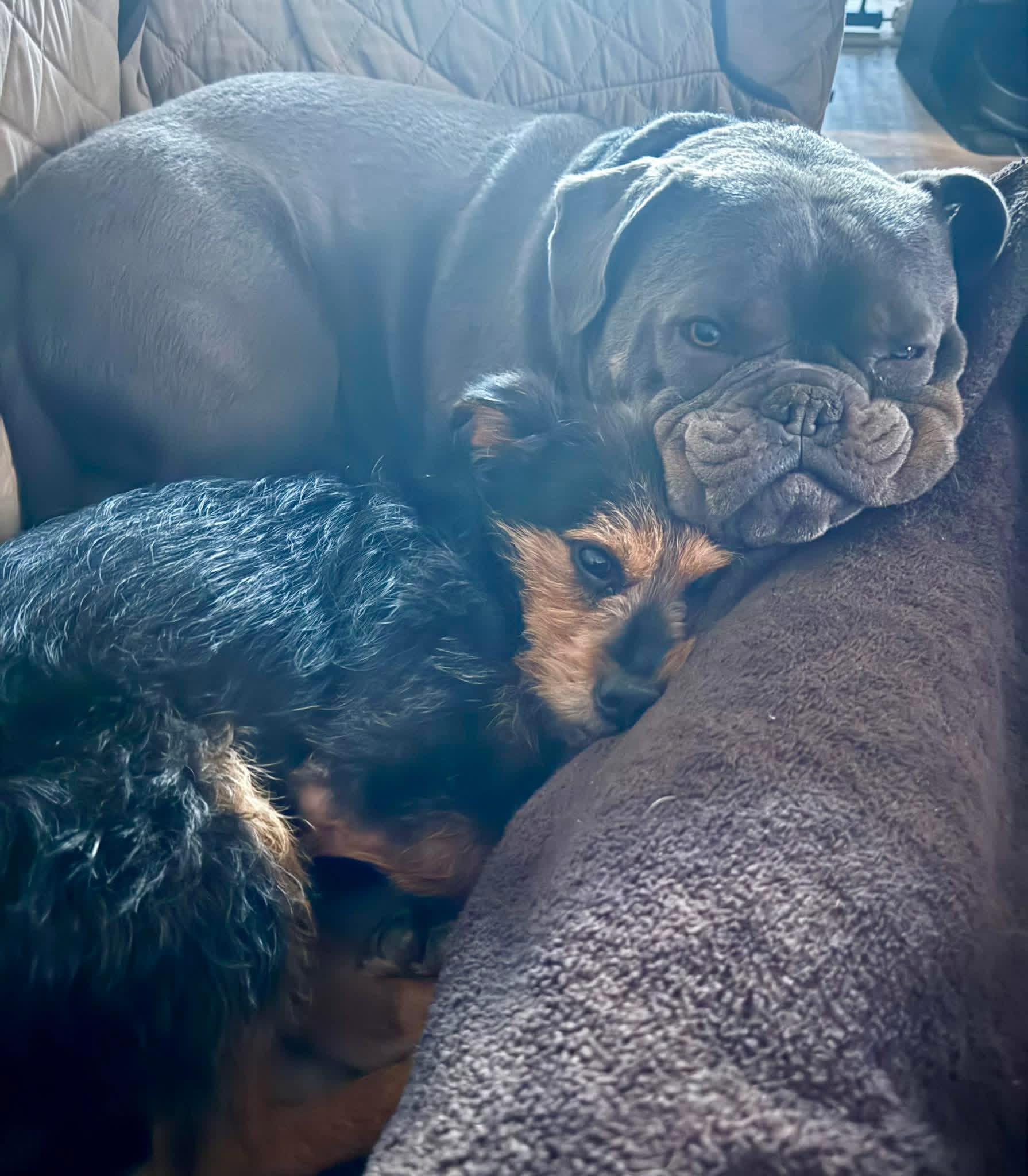 Goji , ADOPTABLE, Adult Male Yorkshire Terrier & Schnauzer.