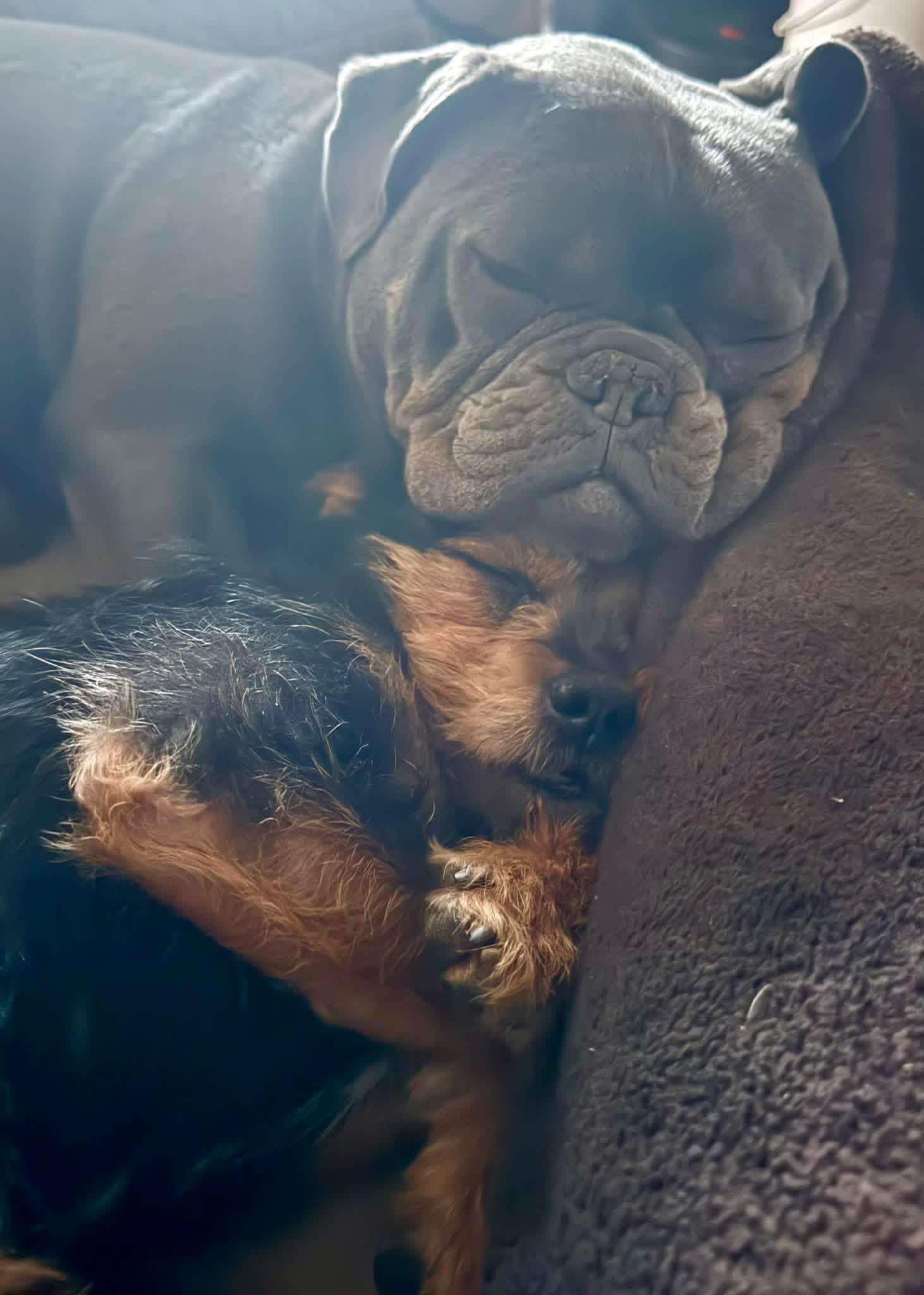 Enlarge Goji , a ADOPTABLE mixed breed in Yorktown, VA image 5/5