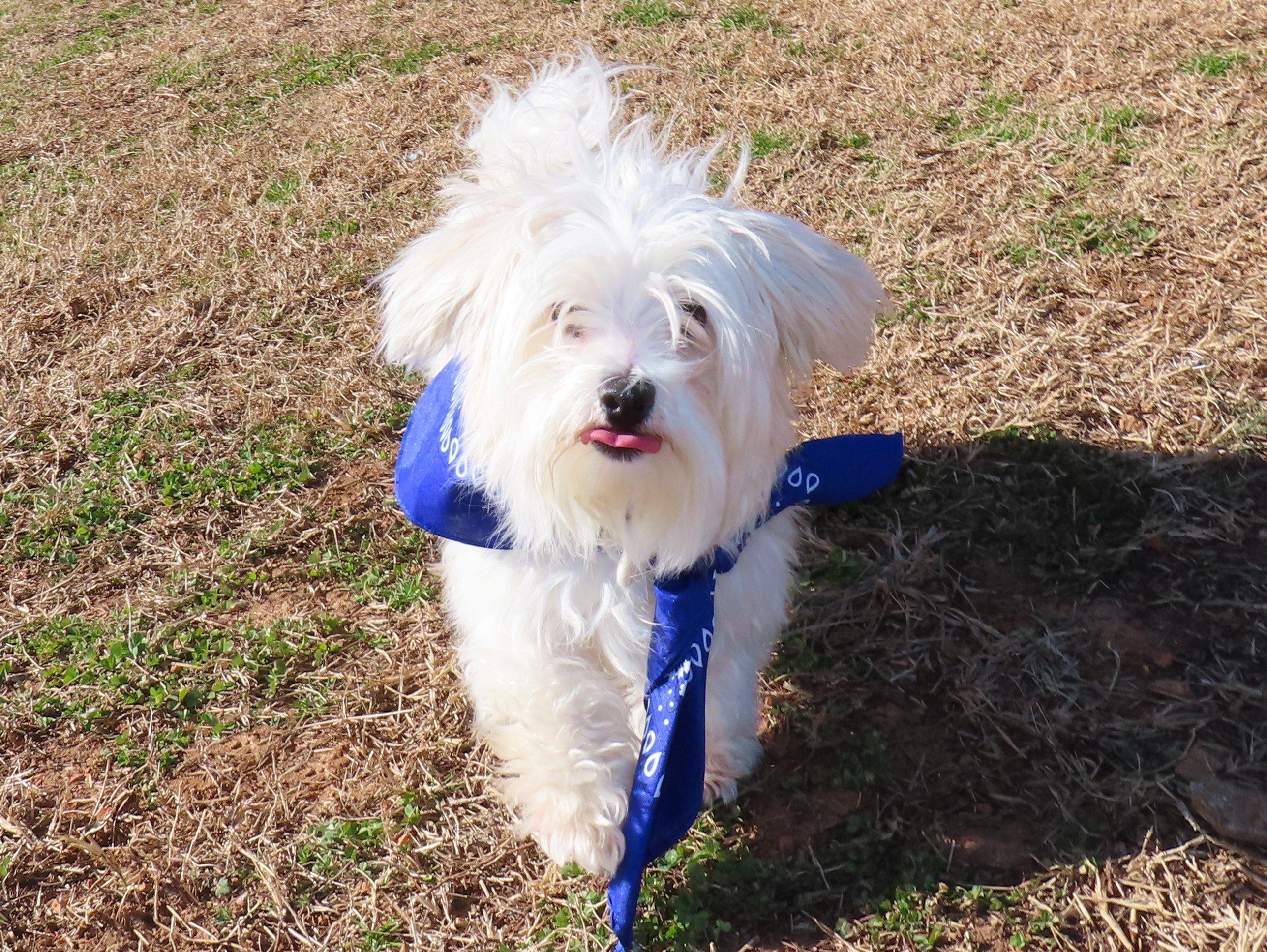 Peewee 26C-11A, an adopted Maltese in Rogers, AR image 3/5