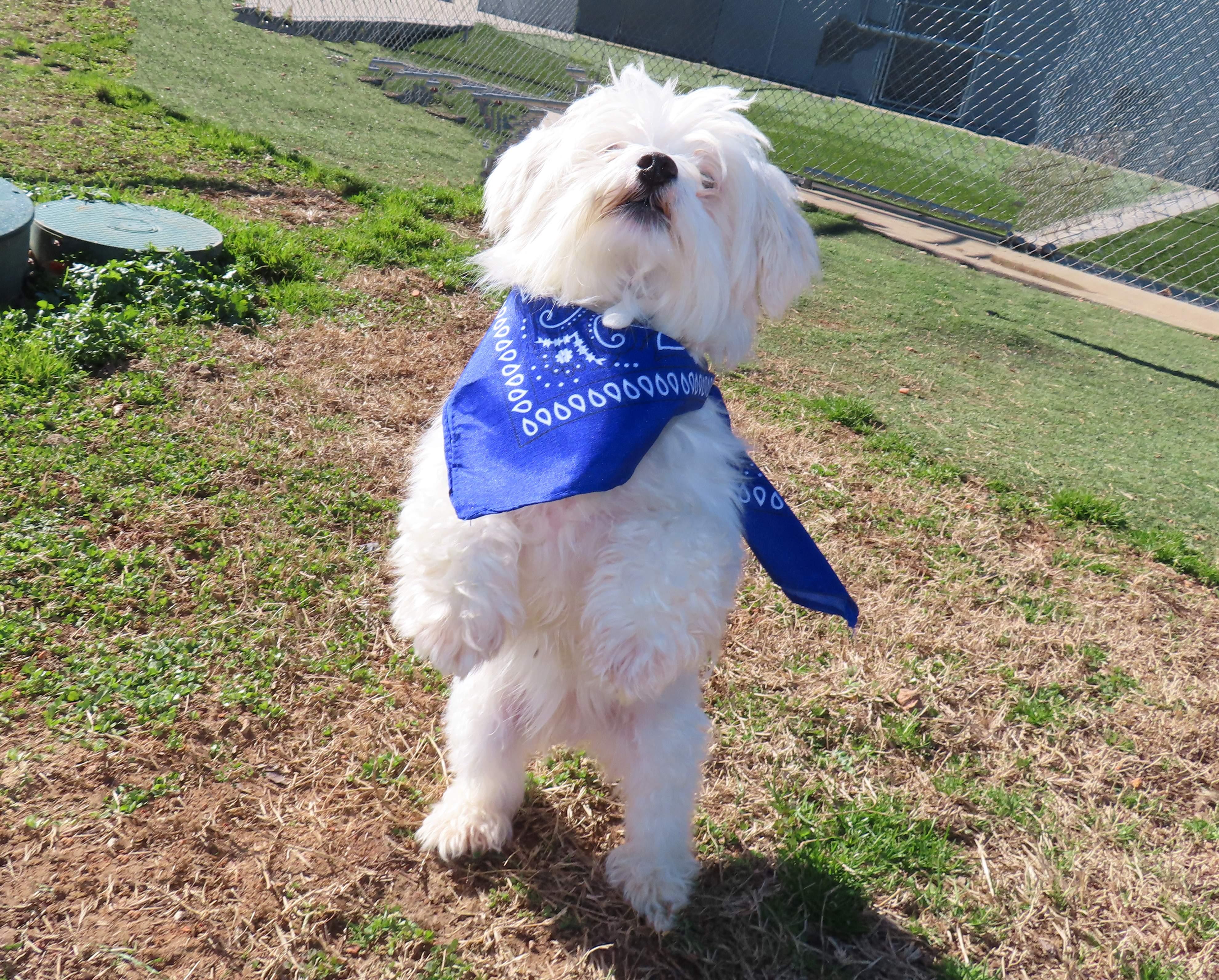 Peewee 26C-11A, an adopted Maltese in Rogers, AR image 4/5