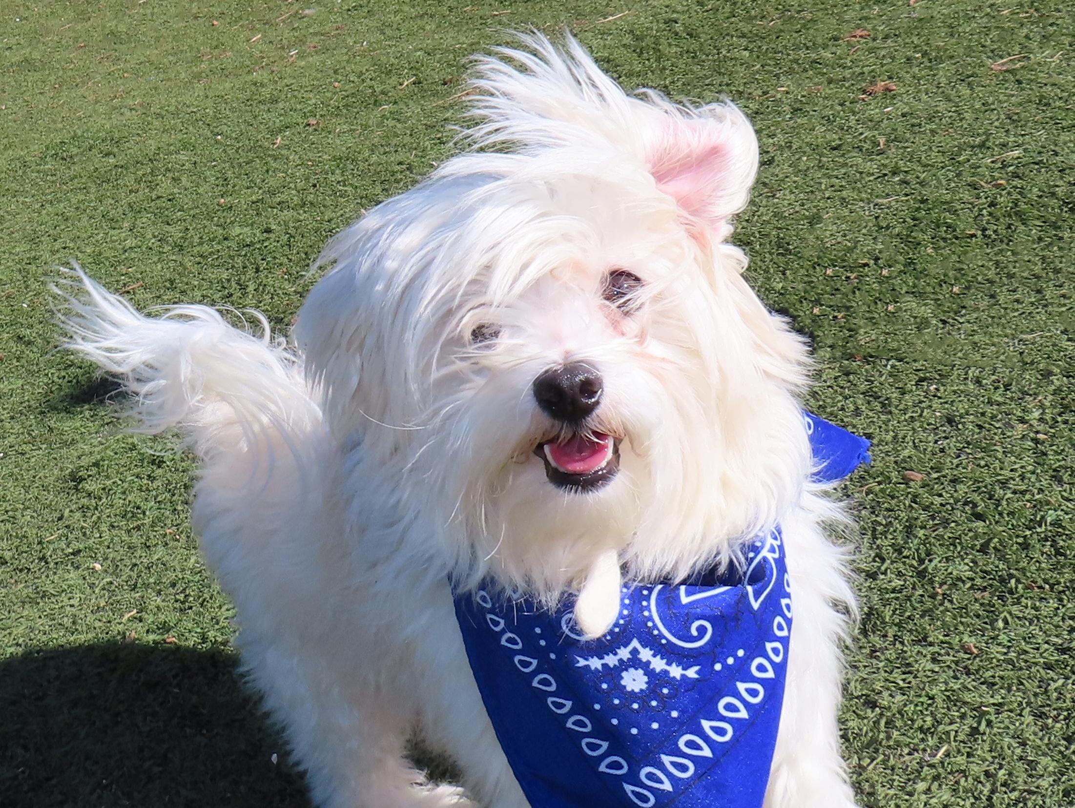 Peewee  26C-11A, adopted, Young Male Maltese.