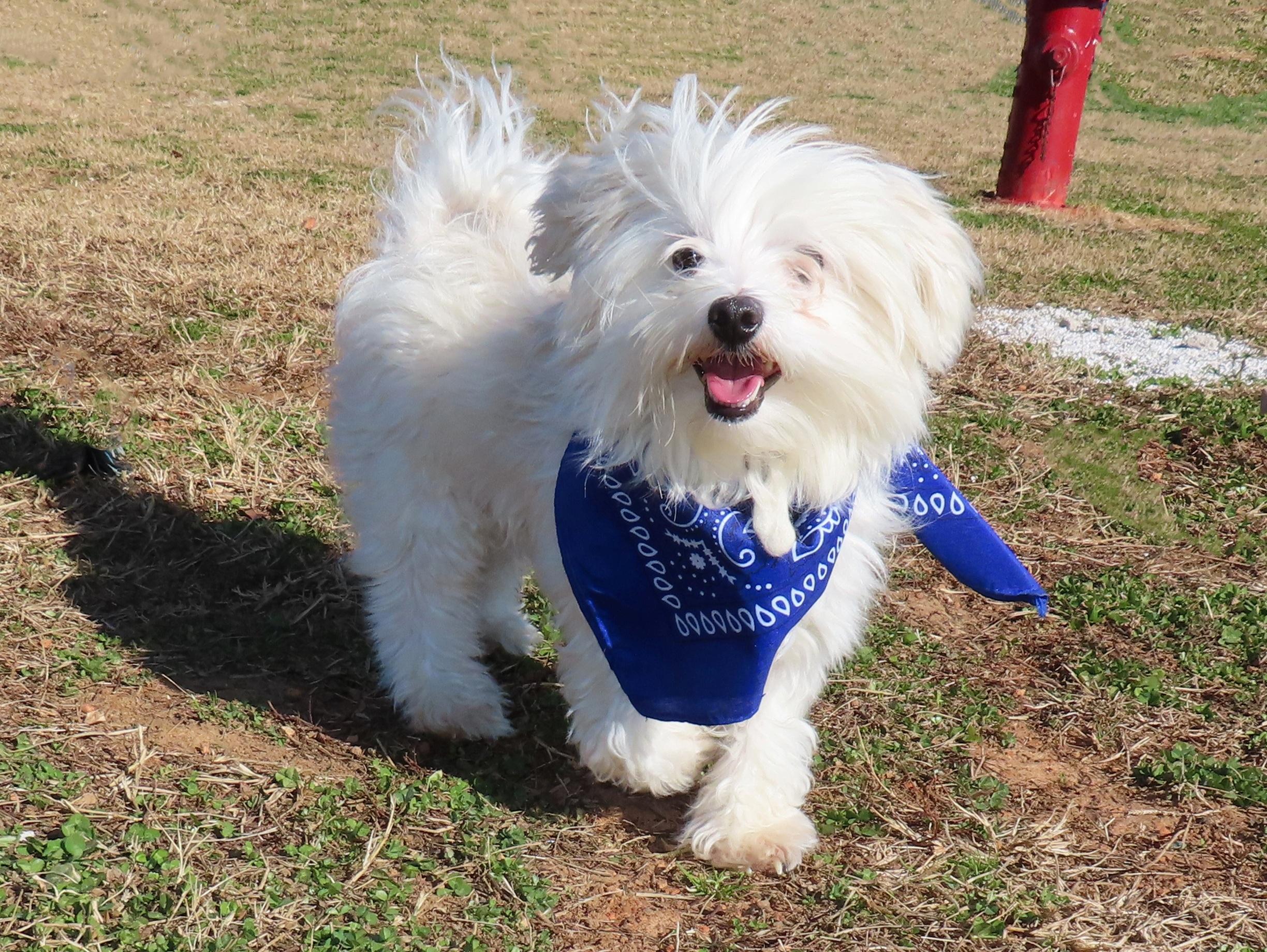 Peewee 26C-11A, an adopted Maltese in Rogers, AR image 5/5