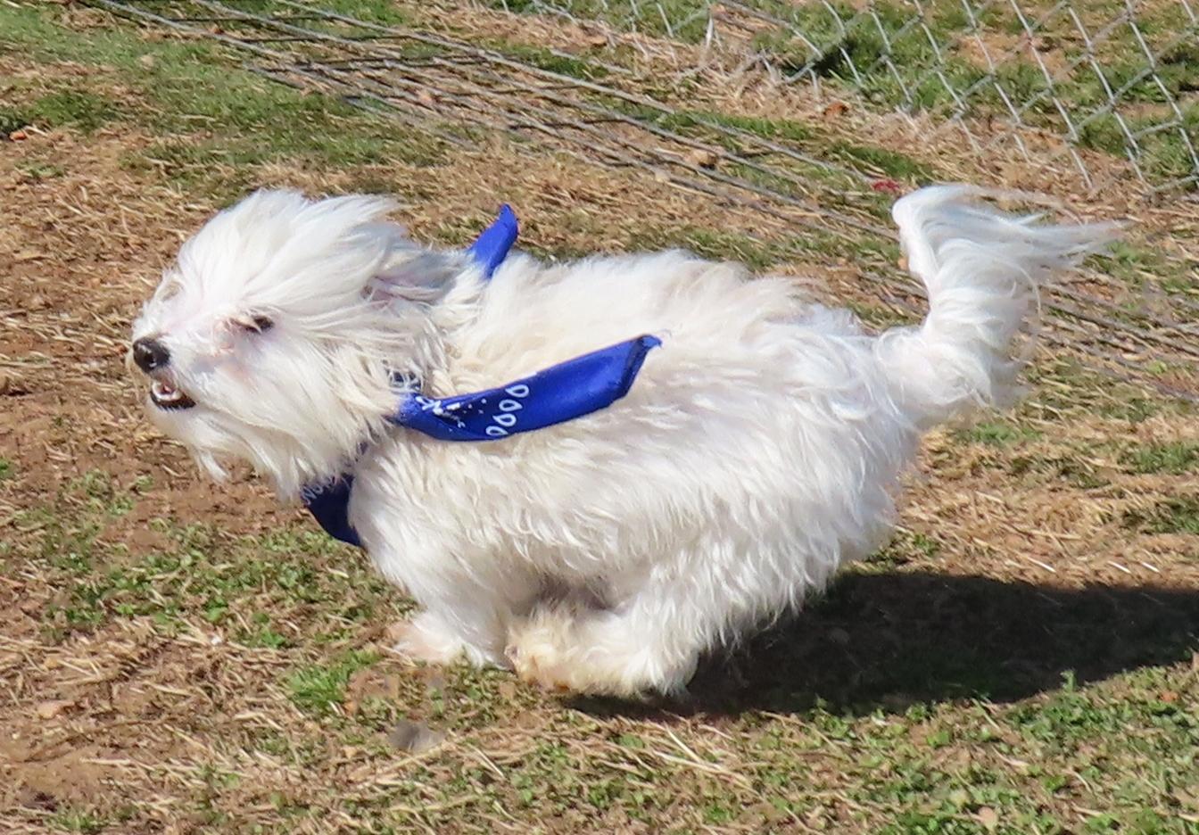 Peewee 26C-11A, an adopted Maltese in Rogers, AR image 2/5
