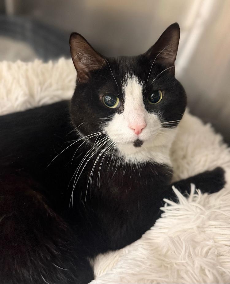 Yoda, a Adoptable Domestic Short Hair in Marietta, GA image 1/6