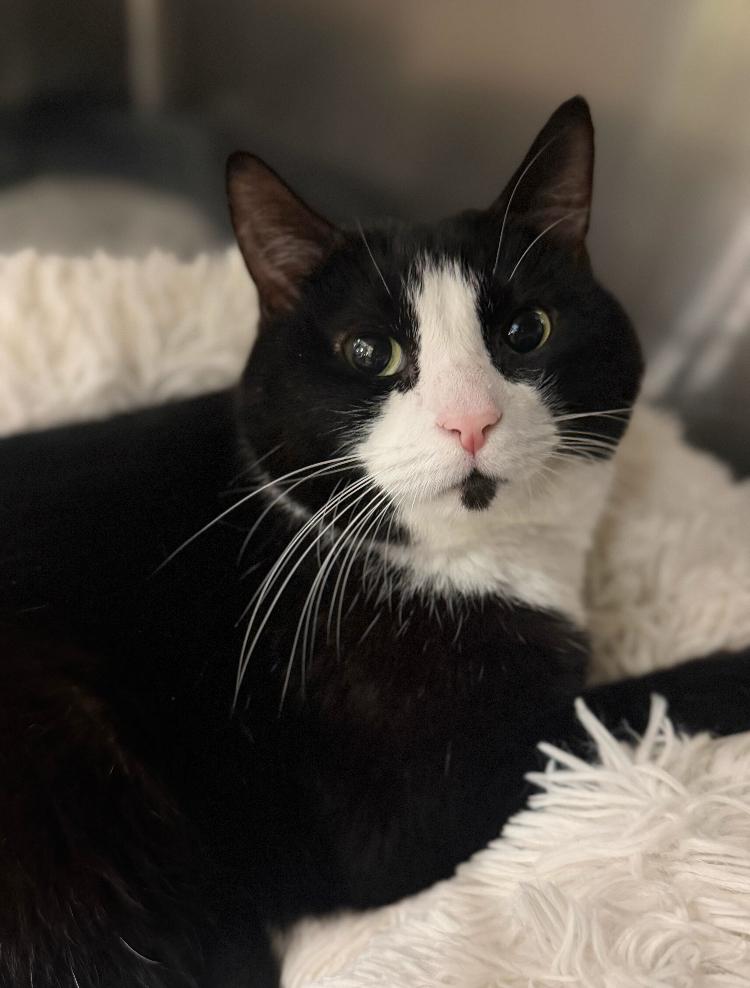 Yoda, a Adoptable Domestic Short Hair in Marietta, GA image 2/6