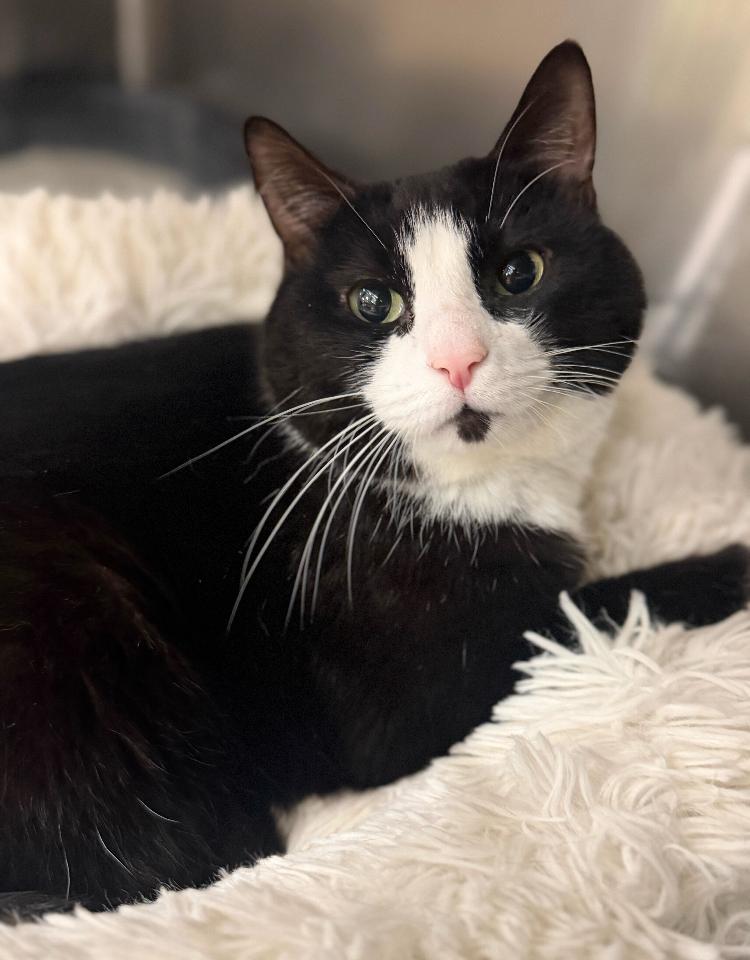 Yoda, a Adoptable Domestic Short Hair in Marietta, GA image 3/6