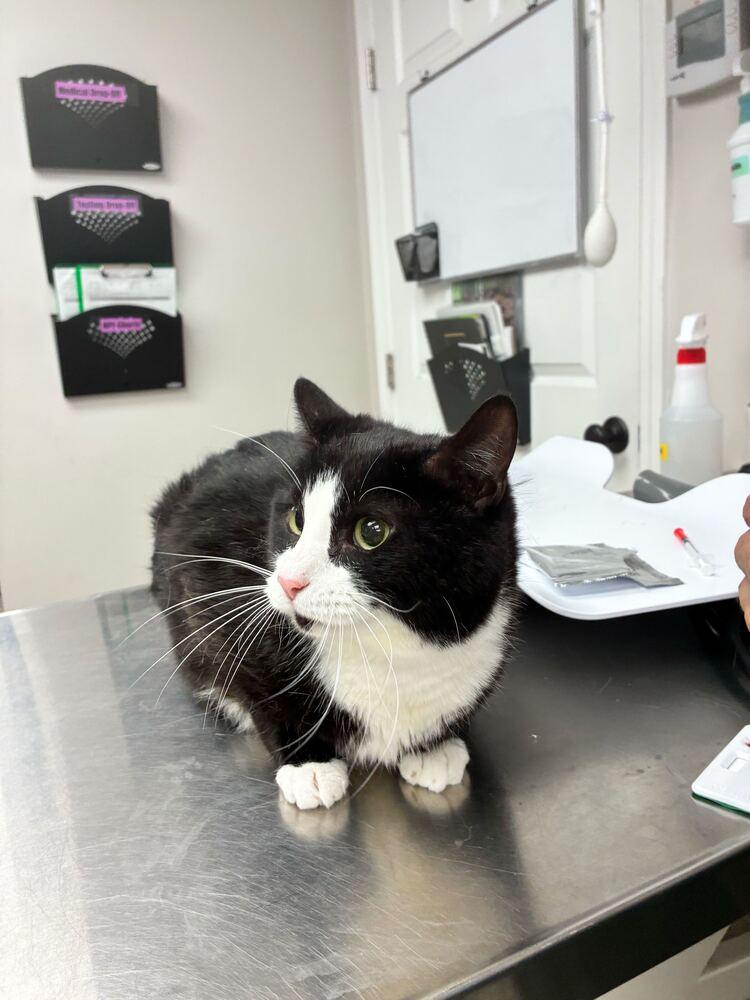 Yoda, a Adoptable Domestic Short Hair in Marietta, GA image 4/6