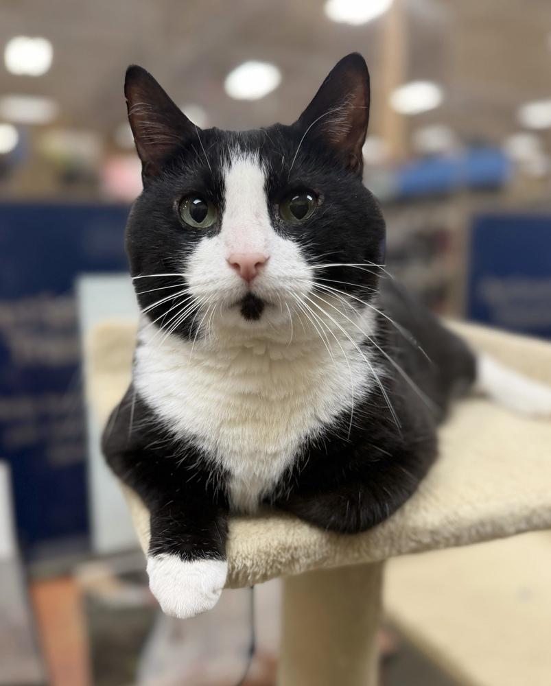 Yoda, a Adoptable Domestic Short Hair in Marietta, GA image 5/6