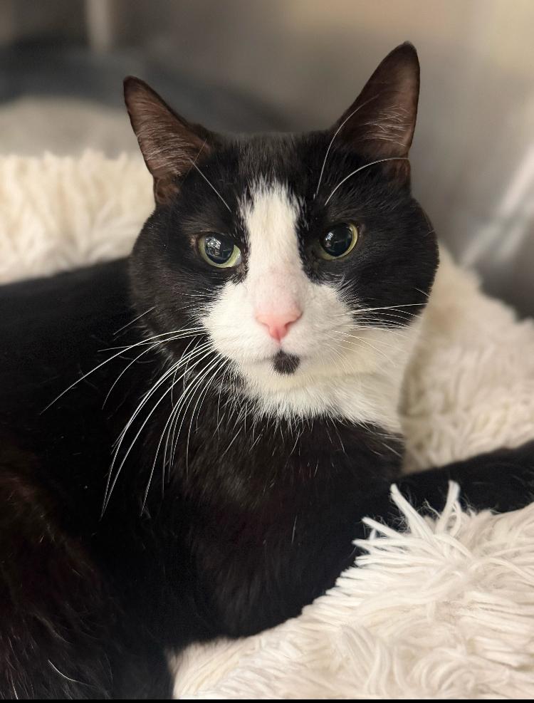 Yoda, Adoptable, Young Male Domestic Short Hair.