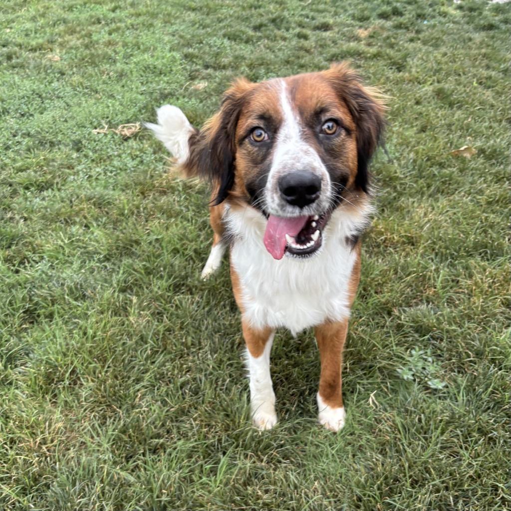 Enlarge Cowboy, a Adoptable mixed breed in Sunnyvale, TX image 1/1