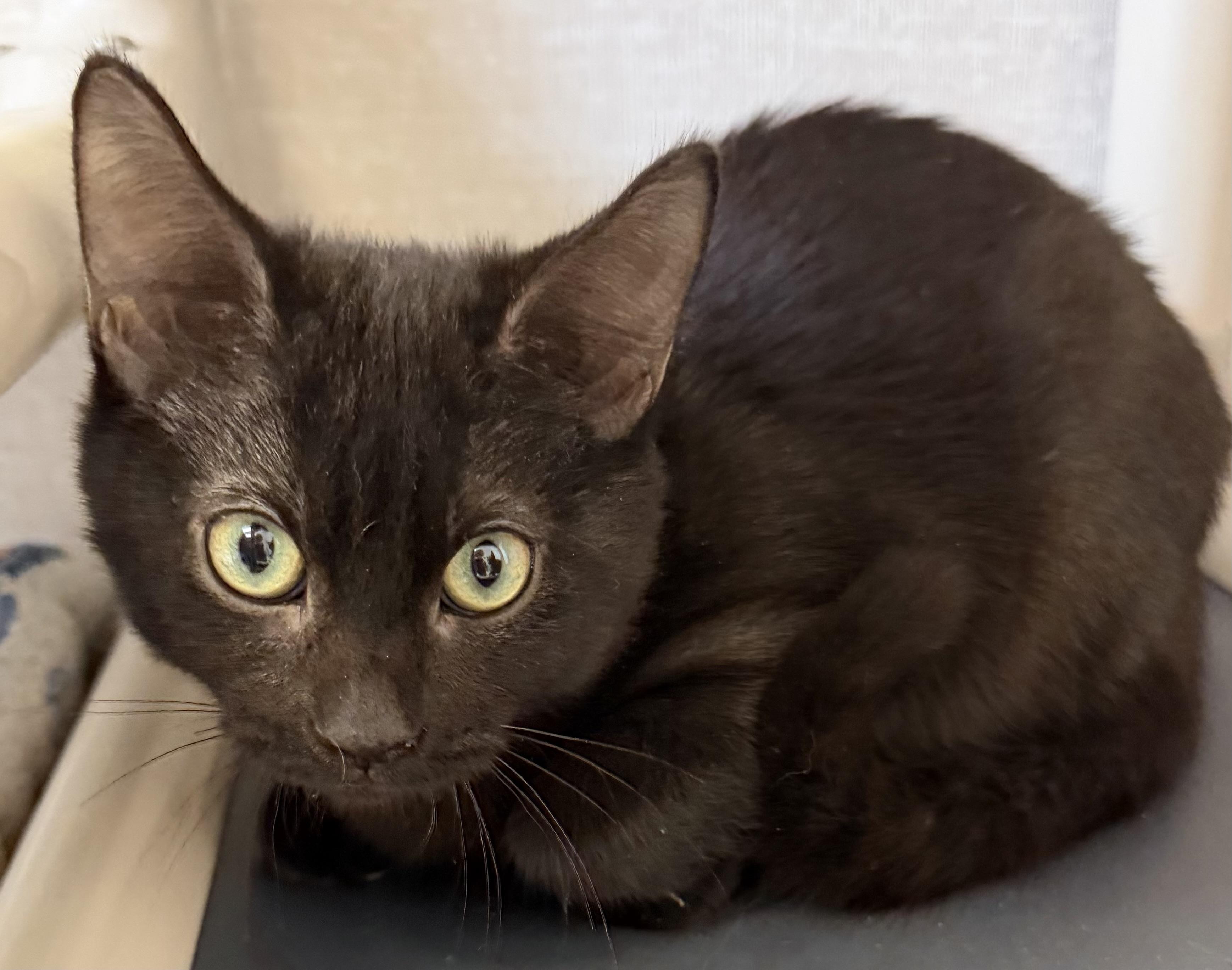 alex, adoptable, Kitten Male Domestic Short Hair.