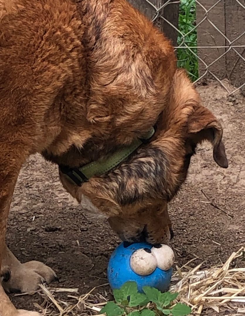 Rudy, Adoptable, Adult Male Golden Retriever.