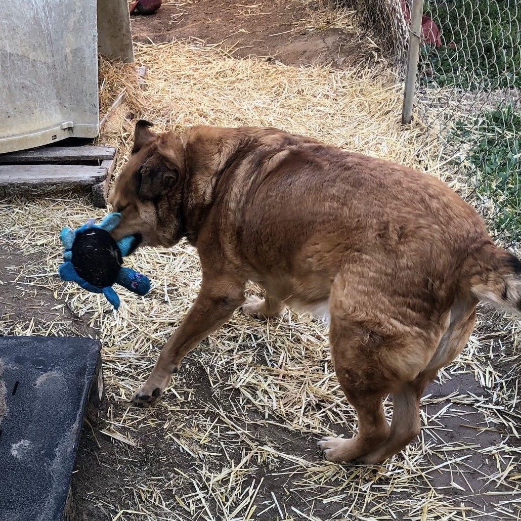 Enlarge Rudy, a Adoptable mixed breed in Tulsa, OK image 2/3