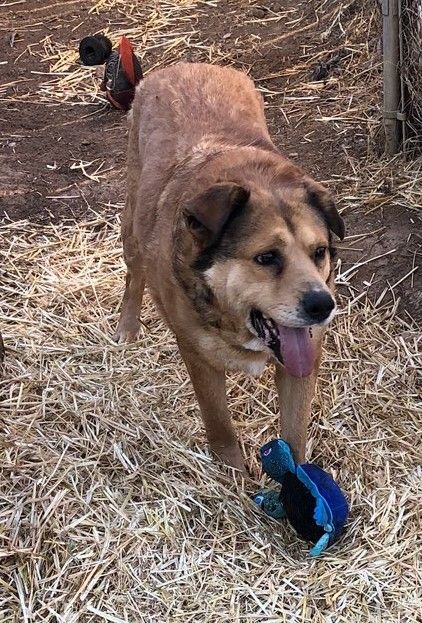 Enlarge Rudy, a Adoptable mixed breed in Tulsa, OK image 3/3