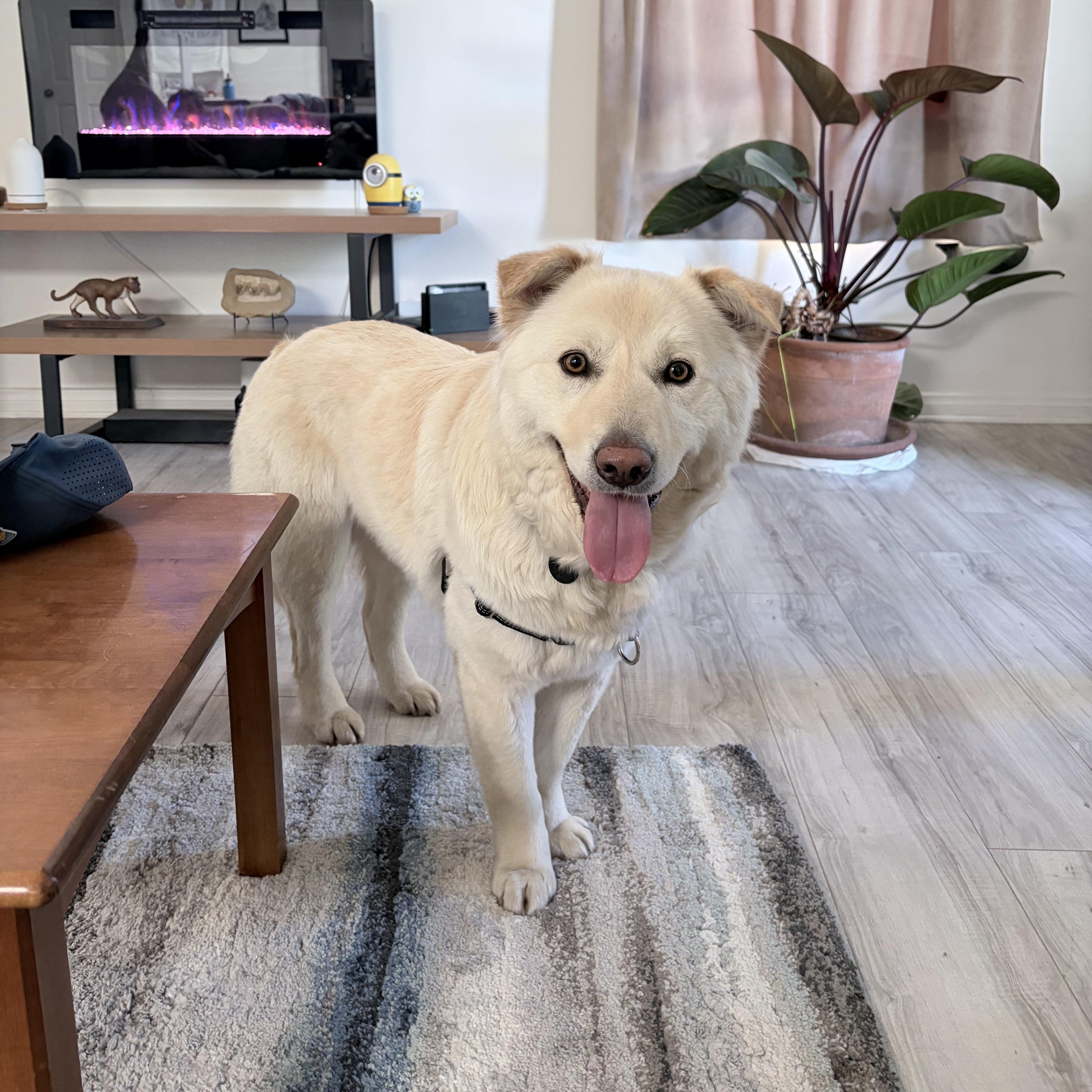 Hope, an adopted mixed breed in reno, NV image 4/6