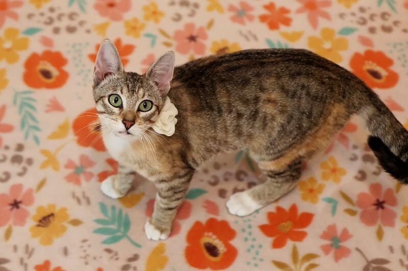 Gigi, Adoptable, Adult Female Calico.