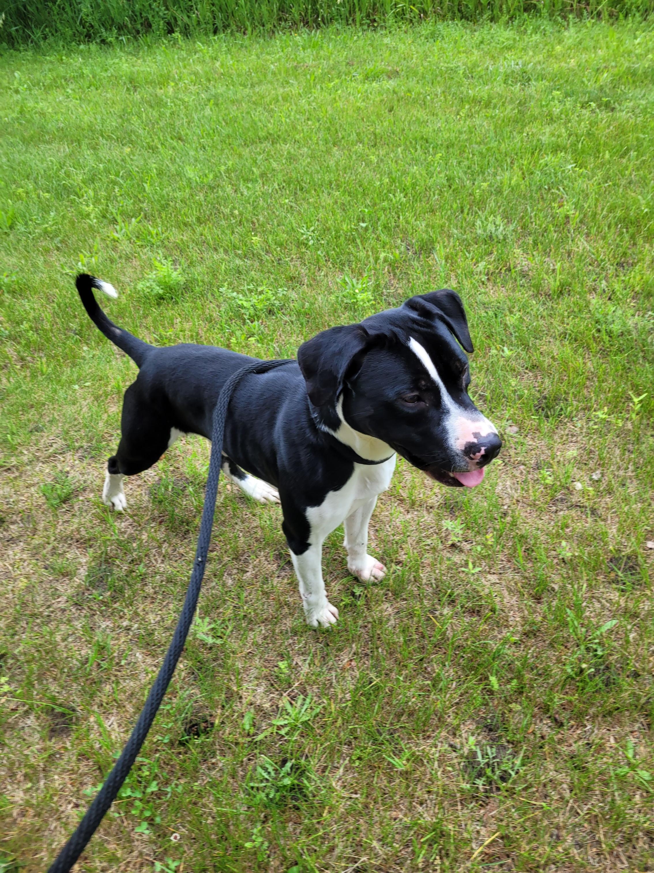 Bowser photo 2