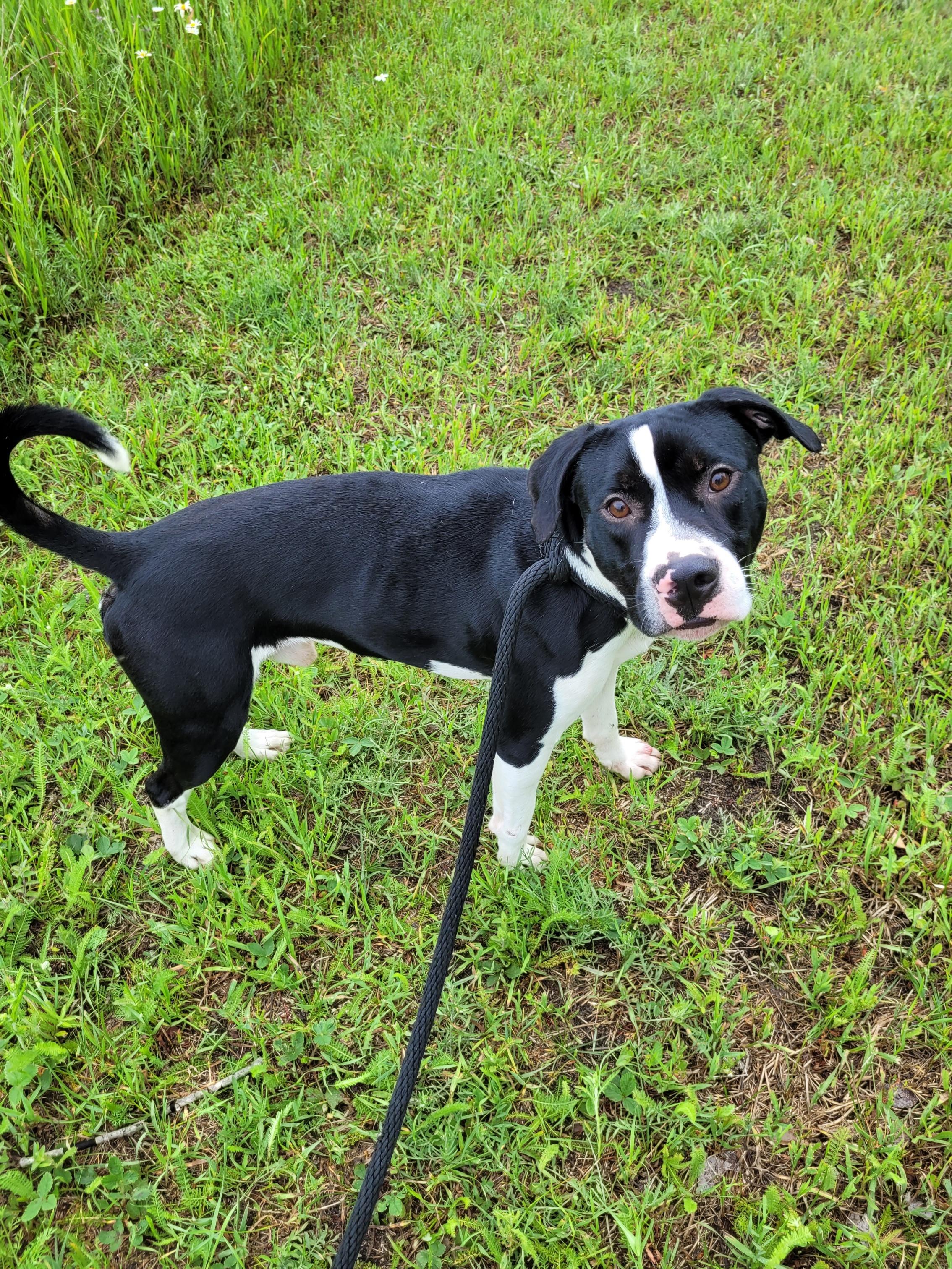 Bowser, Adult Male unknown