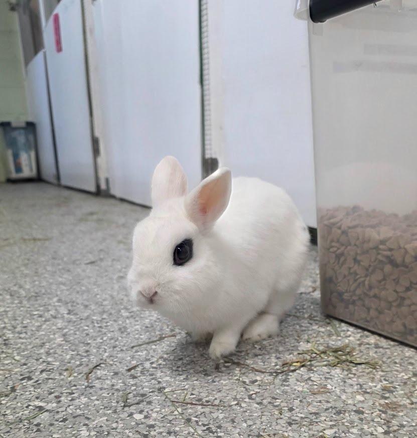 Enlarge Tony Rice, a Adoptable Hotot in CRYSTAL LAKE, IL image 1/3