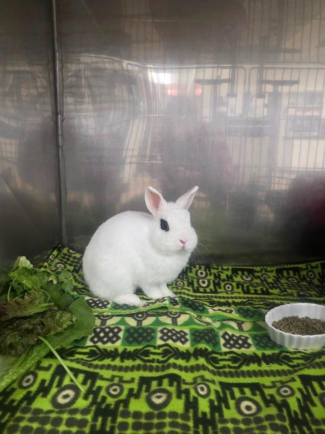 Enlarge Tony Rice, a Adoptable Hotot in CRYSTAL LAKE, IL image 3/3