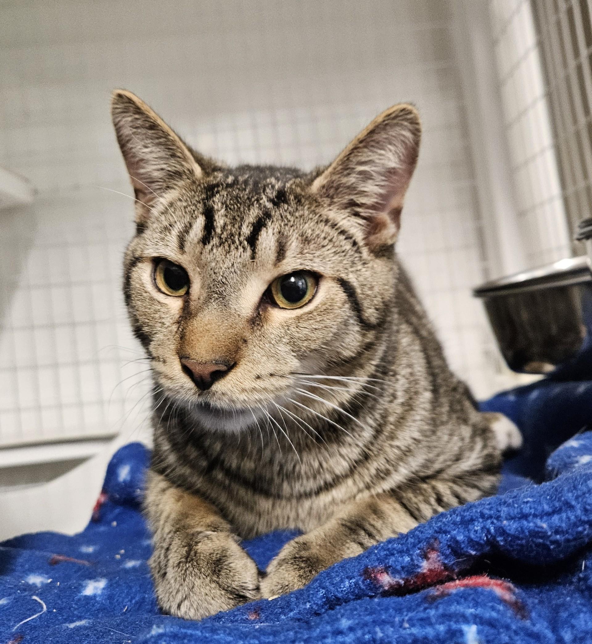 Enlarge Rod, an adopted Domestic Short Hair in Claremont, NH image 1/1
