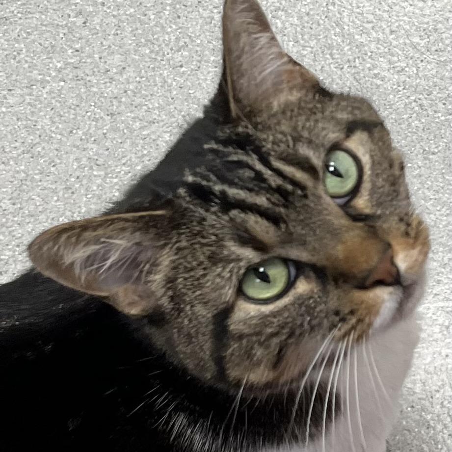 Enlarge Zenon, a Adoptable Domestic Short Hair in Murray, UT image 2/3