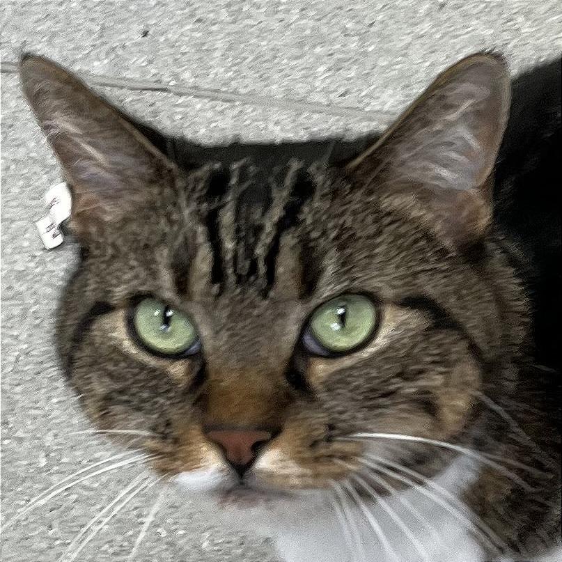 Enlarge Zenon, a Adoptable Domestic Short Hair in Murray, UT image 3/3