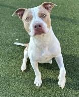 Enlarge Bow, an adopted mixed breed in Denton, TX image 3/4