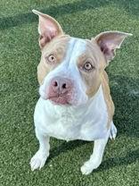 Enlarge Bow, an adopted mixed breed in Denton, TX image 2/4