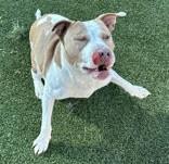 Enlarge Bow, an adopted mixed breed in Denton, TX image 4/4