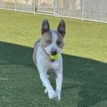 Enlarge Bow, an adopted mixed breed in Denton, TX image 1/4