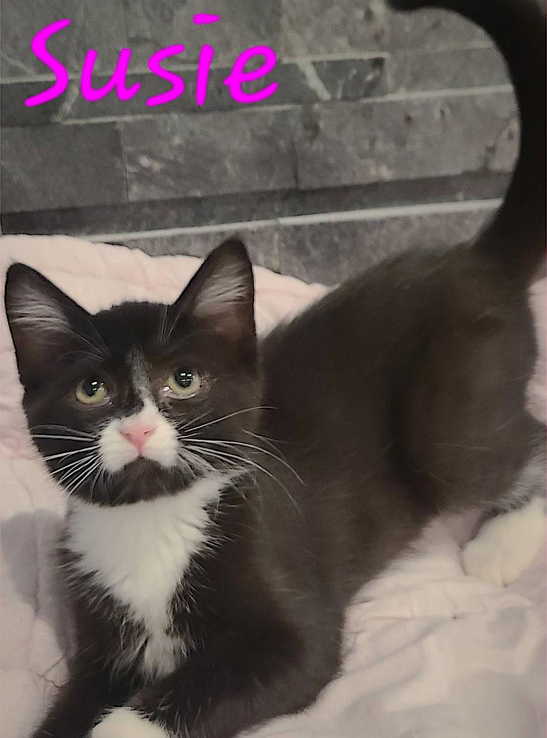 Susie, an adoptable Domestic Short Hair in St Stephen, NB, E3L 2X2 | Photo Image 3