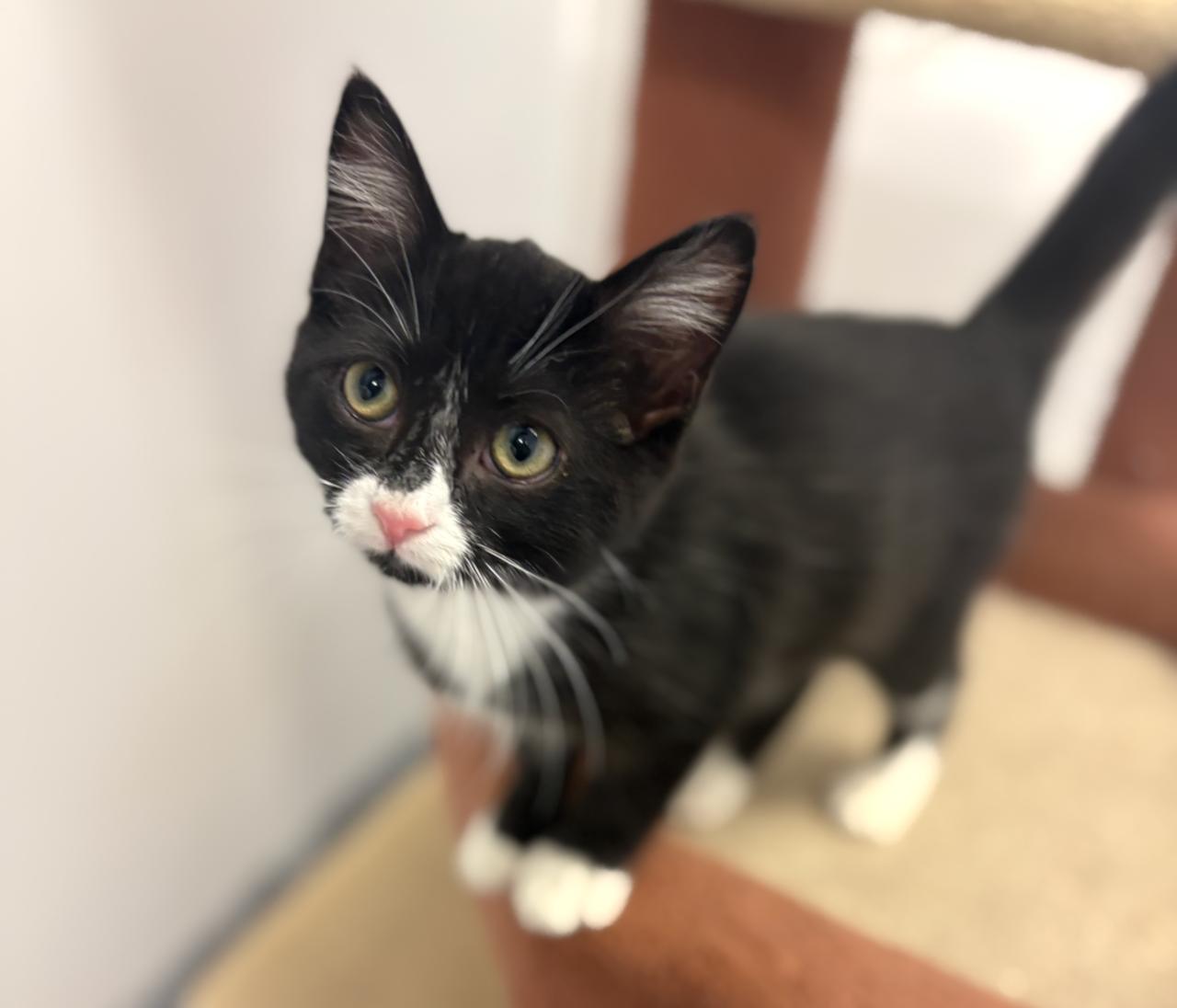 Susie, an adoptable Domestic Short Hair in St Stephen, NB, E3L 2X2 | Photo Image 1