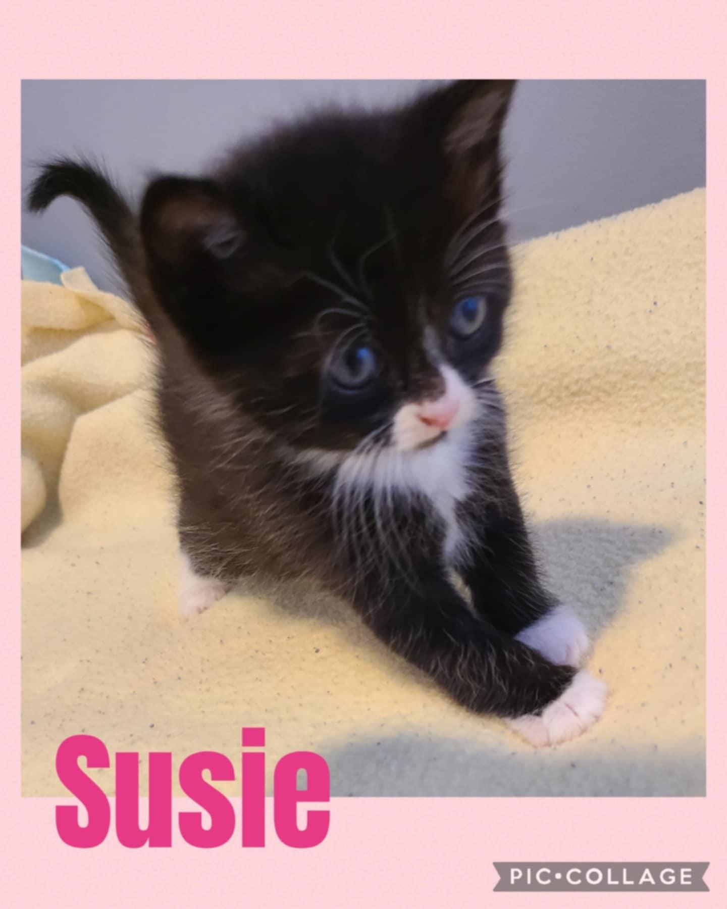 Susie, an adoptable Domestic Short Hair in St Stephen, NB, E3L 2X2 | Photo Image 2