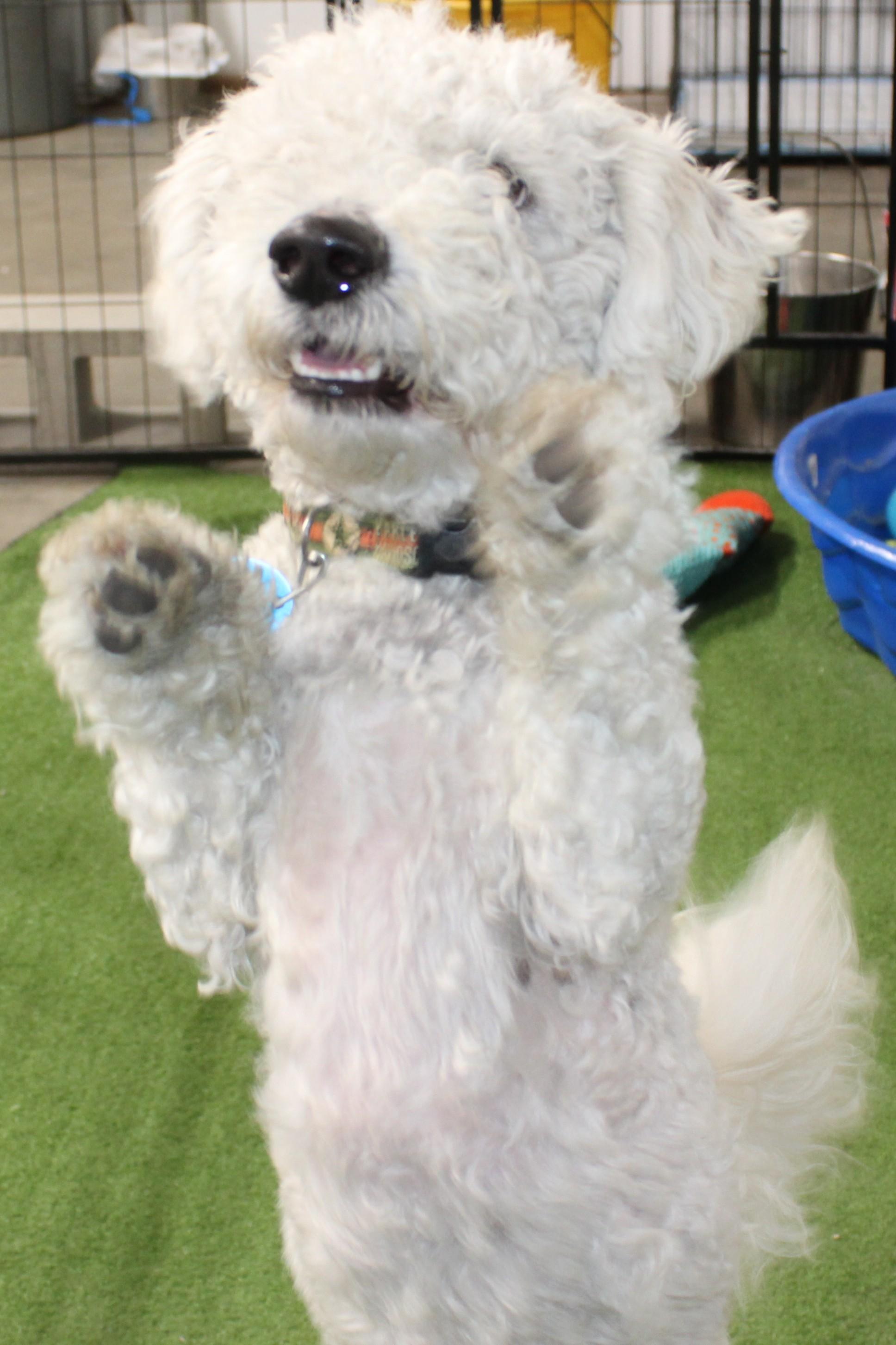 Sol, an adopted Bichon Frise in Huron, SD image 3/4