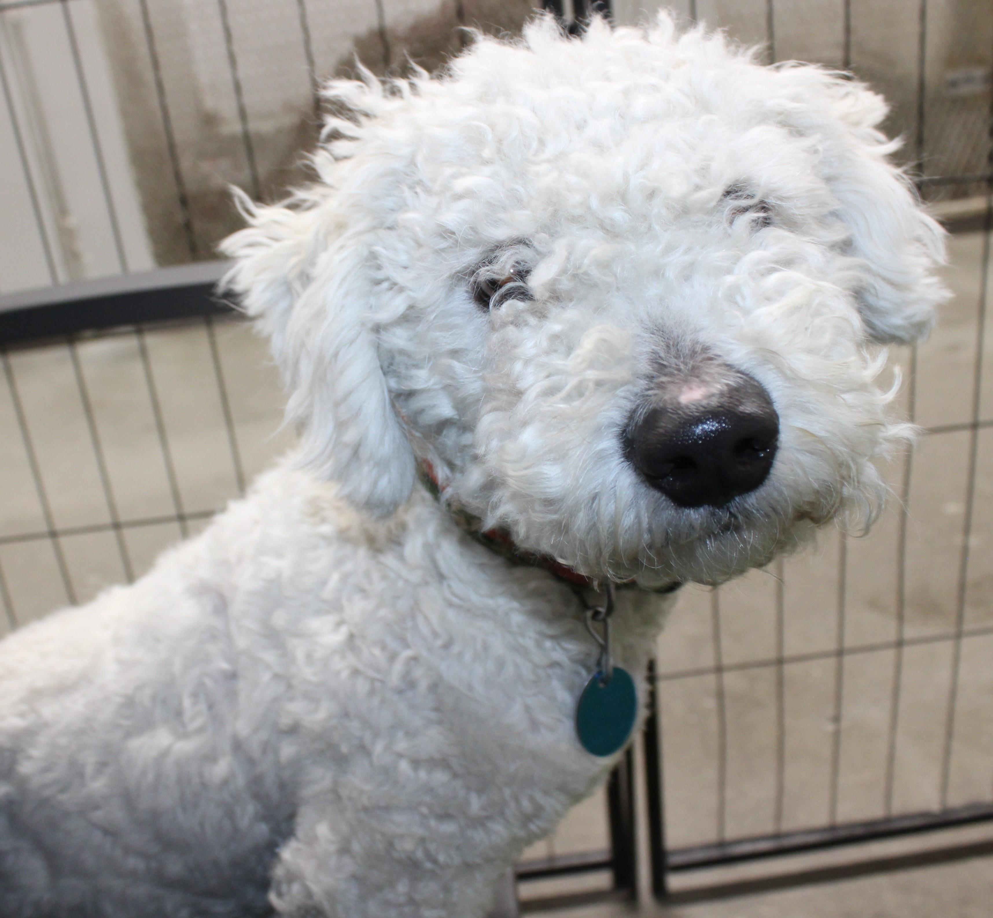 Sol, an adopted Bichon Frise in Huron, SD image 4/4