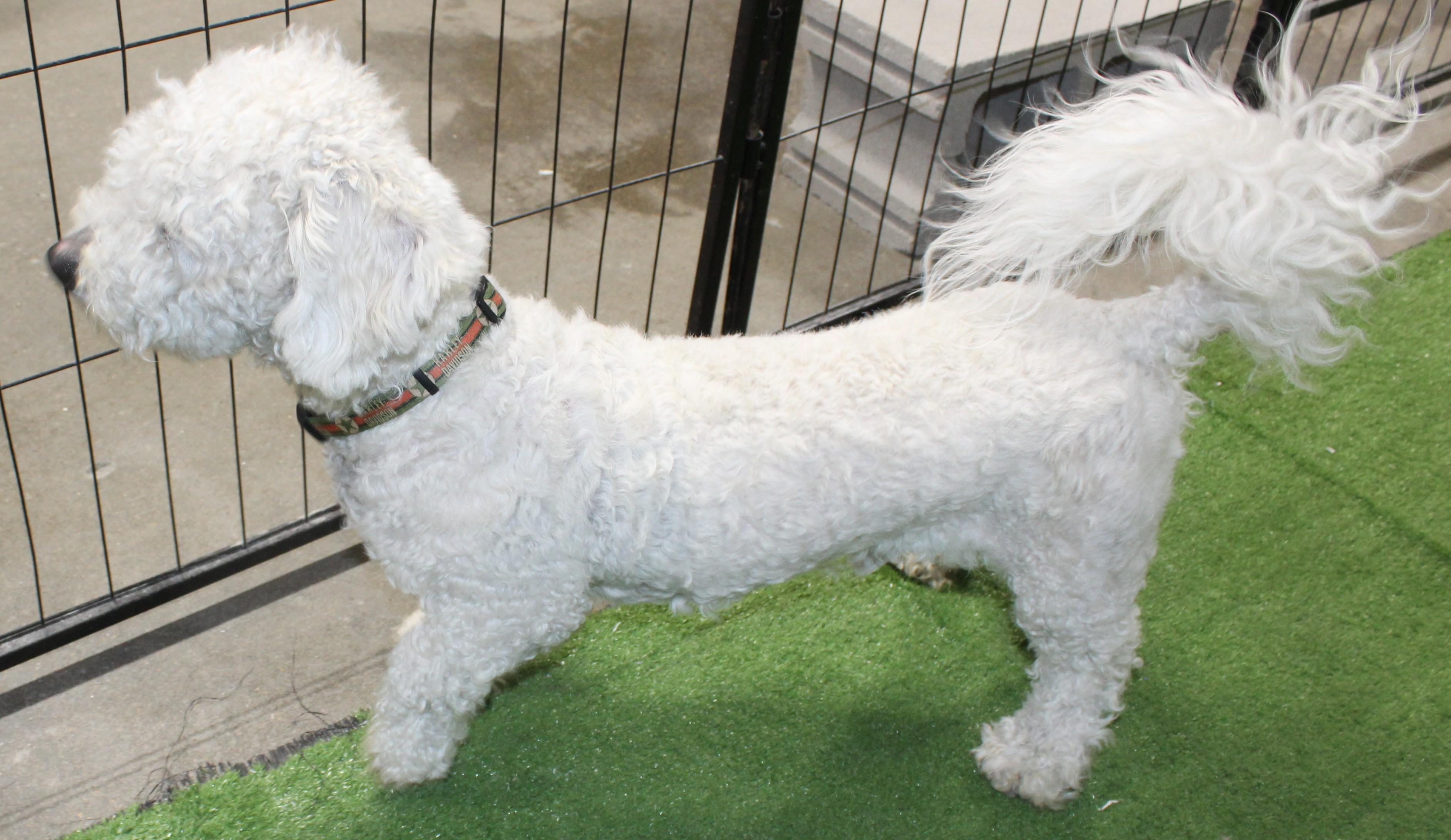 Sol, an adopted Bichon Frise in Huron, SD image 2/4