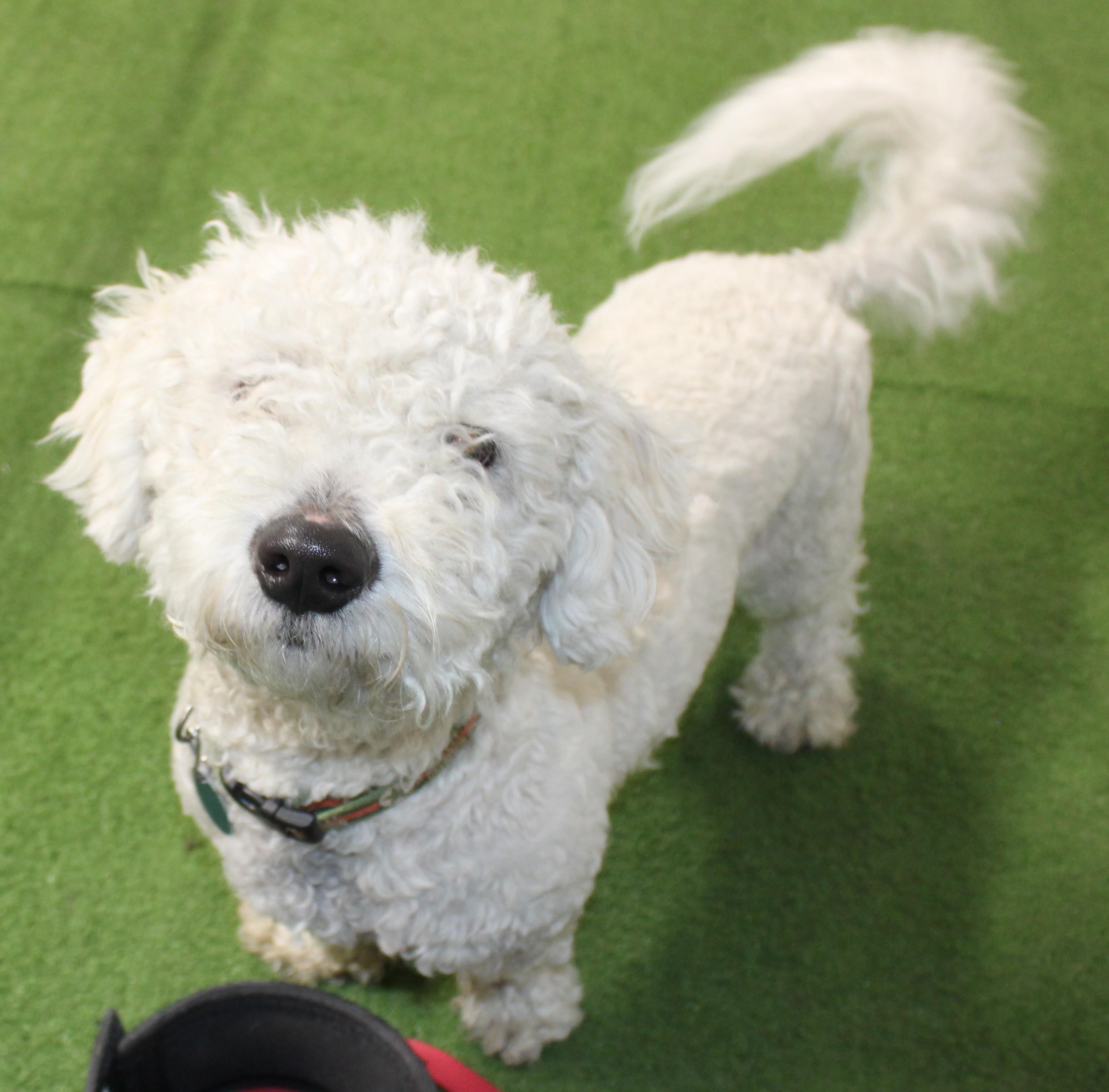 Sol, an adopted Bichon Frise in Huron, SD image 1/4